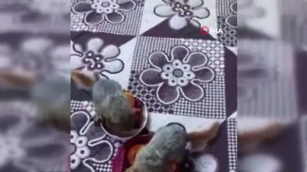 Sivas'ta öksüz kalan yavru sincapların elle beslenme anı kamerada