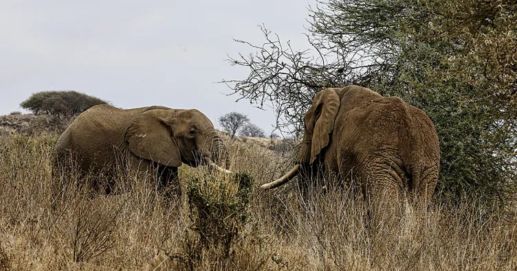 Kenya’da fil ölümlerinin ardındaki sır araştırılıyor: Zehirlenme şüphesi gündemde