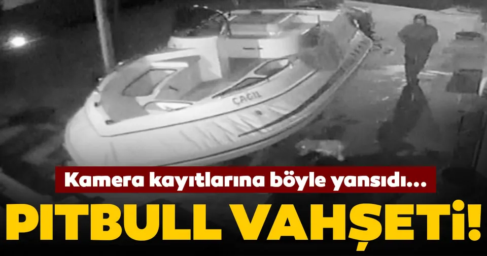 marmaris teki pitbull vahseti kamerada