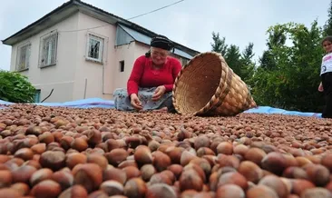Dünya Fındık Haftası!
