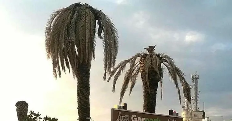 Aydın’da palmiyeler kuruyor