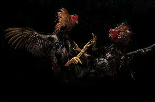 Sony Dünya Fotoğraf Ödülleri 2010