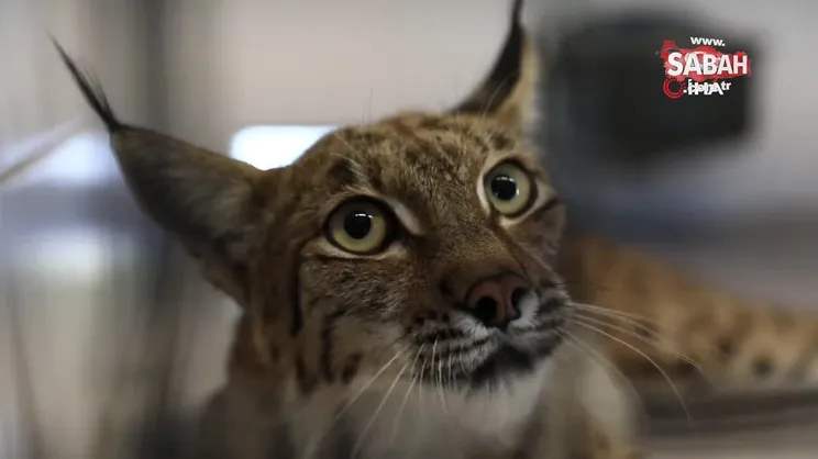 Denizli'de vaşak paniği