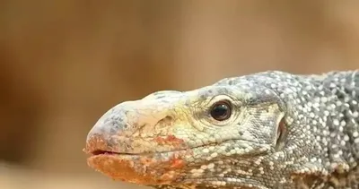 Vahşi doğanın en acımasız hayvanları karşı karşıya! Komodo ejderi ve piton: Yaşam mücadelesi kamerada...