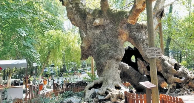 Doğanın mirası 854 yaşında