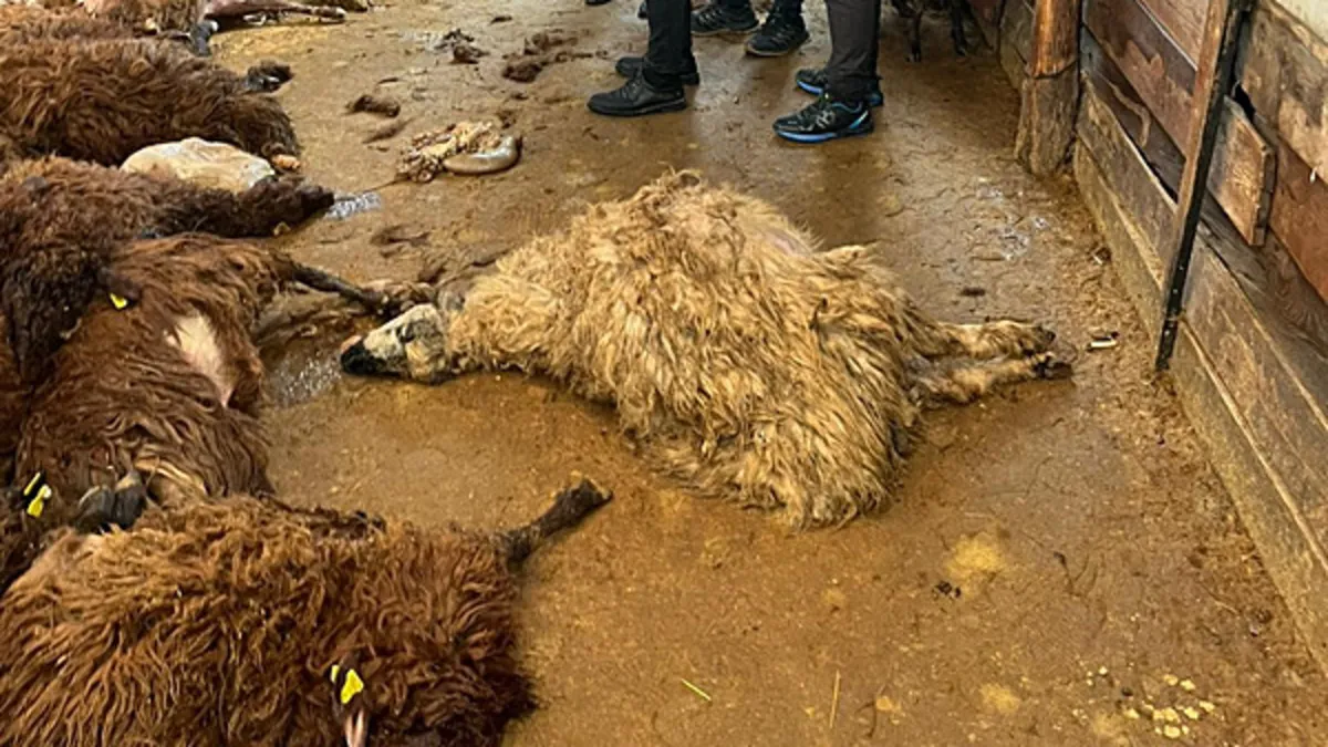 Kars’ta kurt dehşeti: 130 koyun telef oldu! Kars’ta kurt dehşeti: 130 koyun telef oldu!