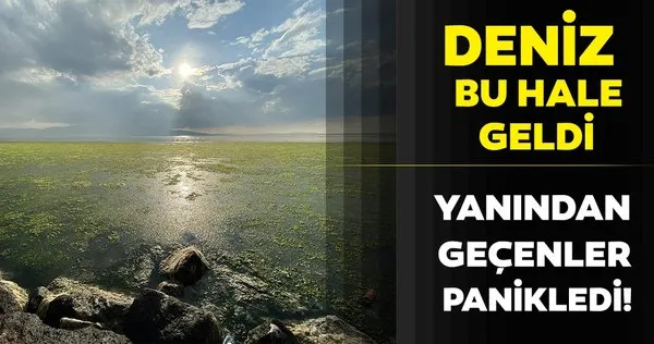 Izmir Karsiyaka Da Deniz Marulu Ile Kaplanan Sahili Gorenler Saskina Dondu Son Dakika Haberler