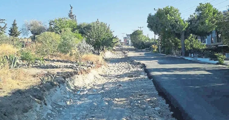 Karaburun’da ağaç katliamı