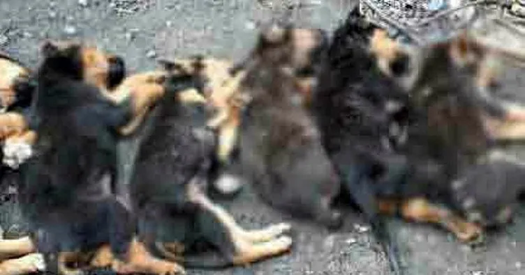 Yavru köpeklerin zehirlenerek öldürüldükleri iddiası ortalığı karıştırdı
