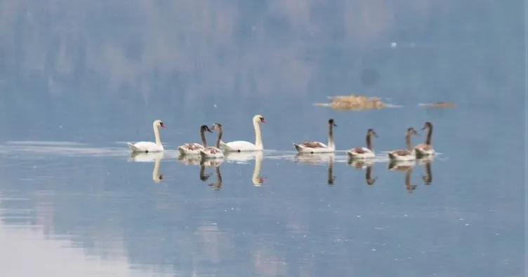 Bafa Gölü’nde kuş gözlem turizmi geliştirilmeli
