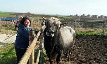 Türkiye’nin klonlanan ilk sığırları Tekirdağ’a getirildi