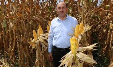 Çukurova’da mısır hasadı başladı: 1 milyon 250 bin ton bekleniyor #adana