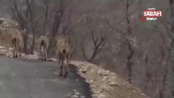 Aç kalan yaban keçileri köye indi | Video