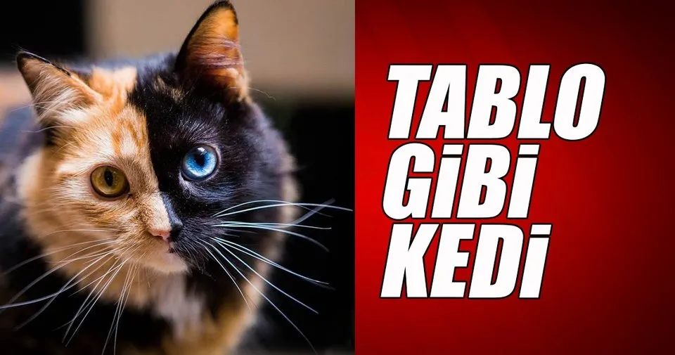 Tablo gibi kedi Son Dakika Haberler