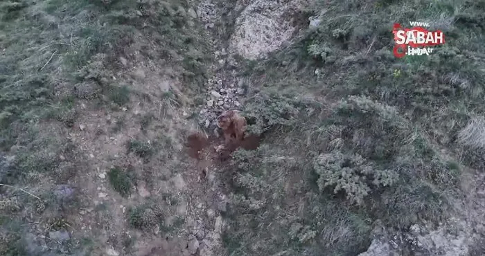 Ahıra giren ayılar, telef ettiği keçileri gömerken drone kamerasına yakalandı | Video
