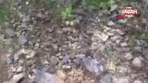 Aydın Kuşadası'nda yılan görünümlü 'oluklu kertenkele' kamerada