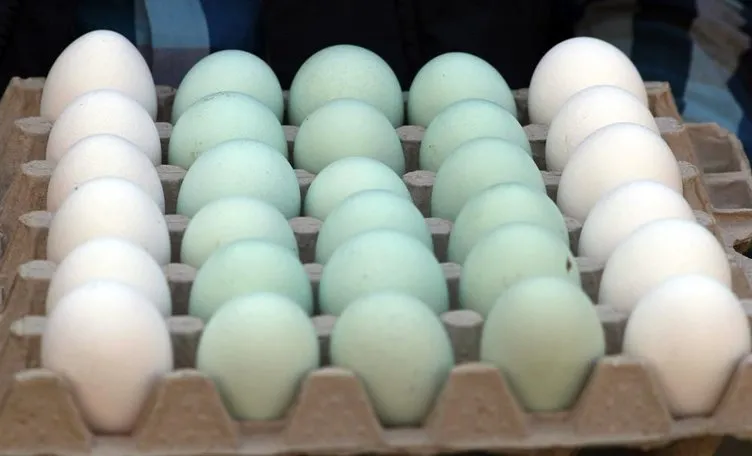 Mavi Yumurta Türkiye’de üretilecek
