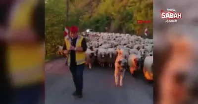 Ordu’da koyun sürüsünün klarnetli yayla yolculuğu | Video