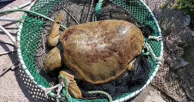 Yaralı bulunan deniz kaplumbağası tedavi edilecek