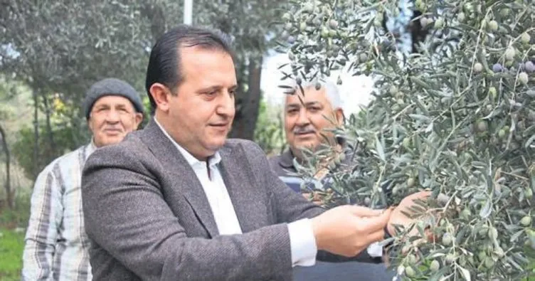 Başkan Bülent Soylu zeytin hasadında