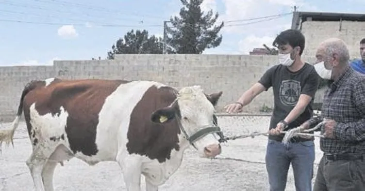 Kampanyaya ineğini bağışladı