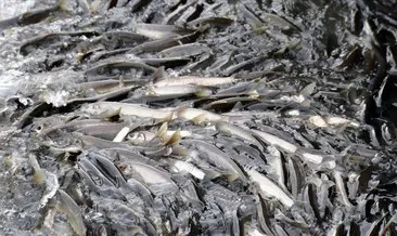 İnce kefaline kuraklık tehdidi