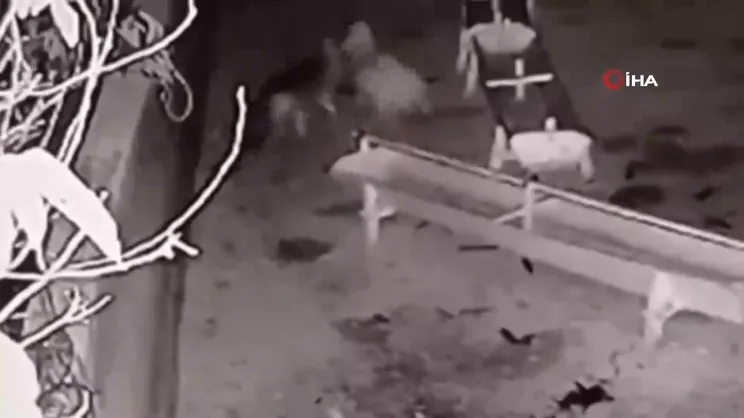 Ağıla giren kurt, 2 koyunu telef etti