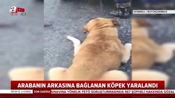 Köpeği aracın arkasına bağladı! İstanbul'da köpeğe şiddet kamerada | Video