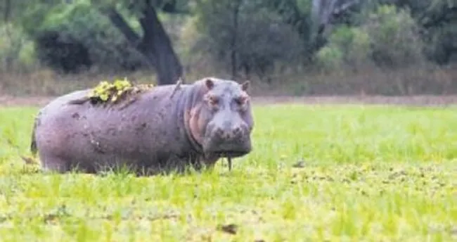 Zambiya Su Aygiri Avi Baslatiyor Son Dakika Haberler