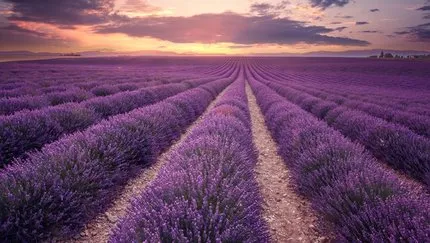 Lavanta Nasıl Yetiştirilir? Tarlada, Evde, Saksıda Lavanta Çiçeği Nasıl Ekilir Ve Dikilir ?