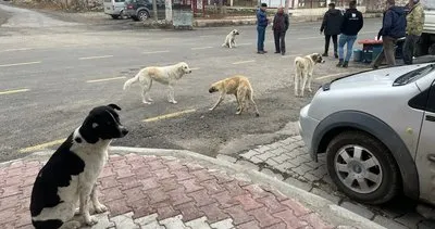 Sokak köpekleri köylülerin kâbusu oldu