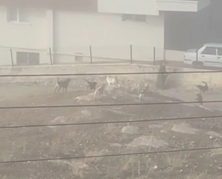 Ankara’da dehşet dolu anlar: Hamile kadın sokak köpeklerinin saldırısına uğradı!