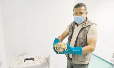 Bahşılı’da yaralı şahin tedavi ediliyor