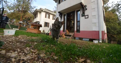 Villaların sahibi kediler