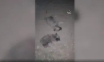 8 köpek yavrusu vahşice öldürüldü! İnceleme başlatıldı