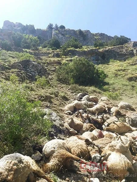 Van'ın ardından Bitlis'te de koyunlar telef oldu!