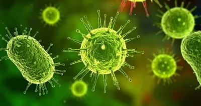 Nipah Virüsü nedir, nasıl bulaşır, belirtileri nelerdir? Dünya Sağlık Örgütü uyardı!