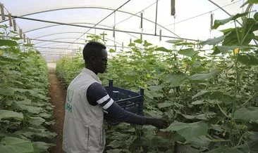 TİKA ve İHH’nın 2012’de attığı tohumlar Somali tarımına can suyu oldu