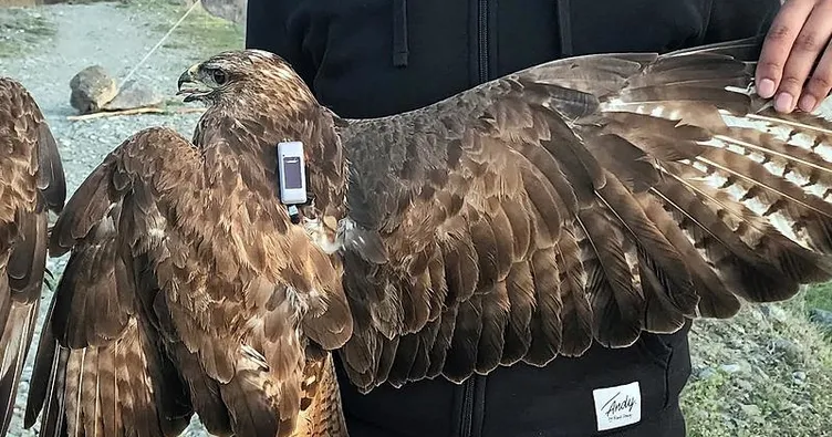 Bozkır şahini 48 bin km kanat çırptı