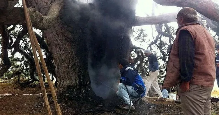 Dilek mumu 800 yıllık ağacı yaktı