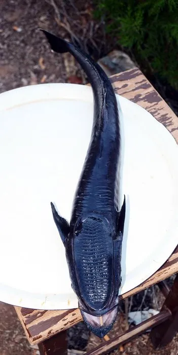 Bodrum’da vantuz balığı yakalandı