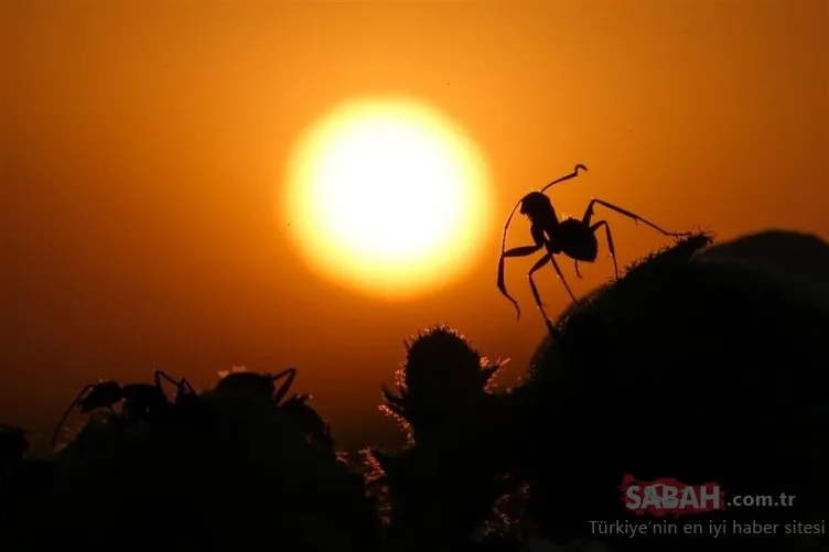 Karıncaların gözlerden uzakta yaşamı