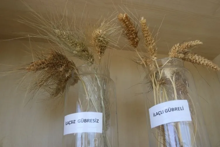 Türkiye’nin her yerinden sipariş yağıyor! Bahçesine ekti tam 7 bin yıllık!