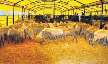 Satılamayan kurbanlıkları ESK alacak