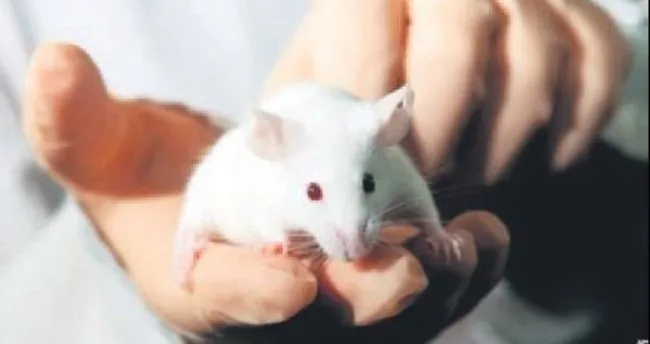 Sıçanda büyütülen pankreas farede insülini yok etti