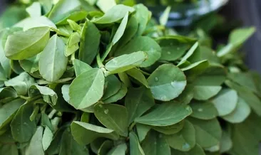 cemen otunun faydalari nelerdir cemen otu cayi nasil hazirlanir saglik haberleri cemen otunun faydalari nelerdir cemen otu cayi nasil hazirlanir saglik haberleri