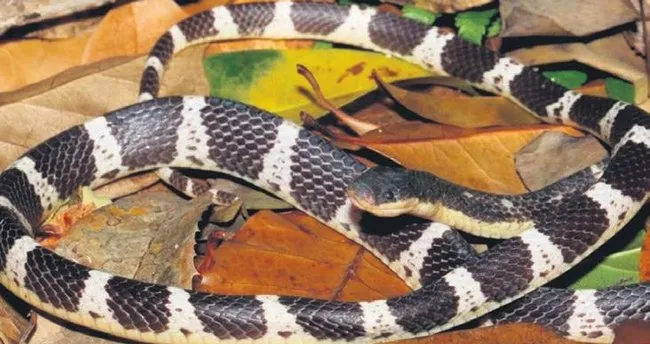 tehlikesiz turu taklit eden olumcul