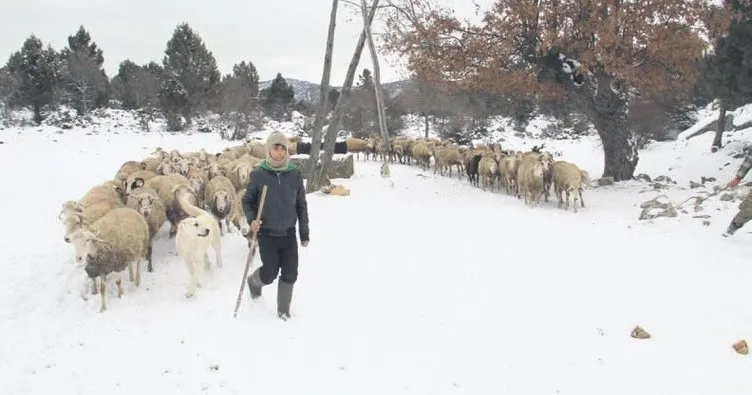 Koyun sürülerinin kar üzerinde su ve yiyecek yolculuğu