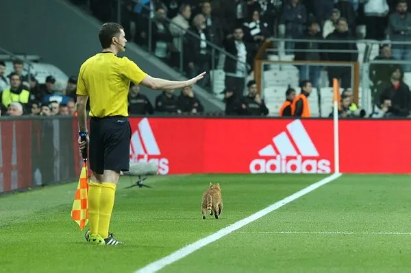 Beşiktaş-Bayern Münih maçında sahaya giren kedi sosyal medyayı salladı