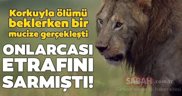 Vahşi doğada inanılmaz anlar! Aslan öldürülmeyi bekliyordu ki...